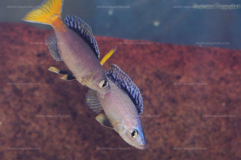 Cyprichromis leptosoma 'Isanga Bay'